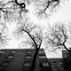 Image for article titled Out on a Limb: The Future of Trees in Cities